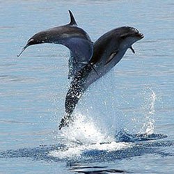 Delfini gite in barca e crociere gran canaria